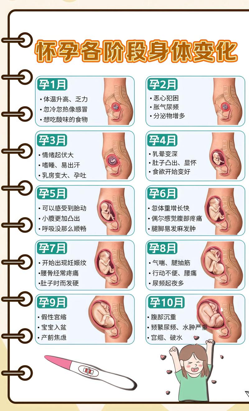 揭秘供卵代孕妈妈怀孕小腹分两节，孕期变化的奥秘阿克苏代生机构:
